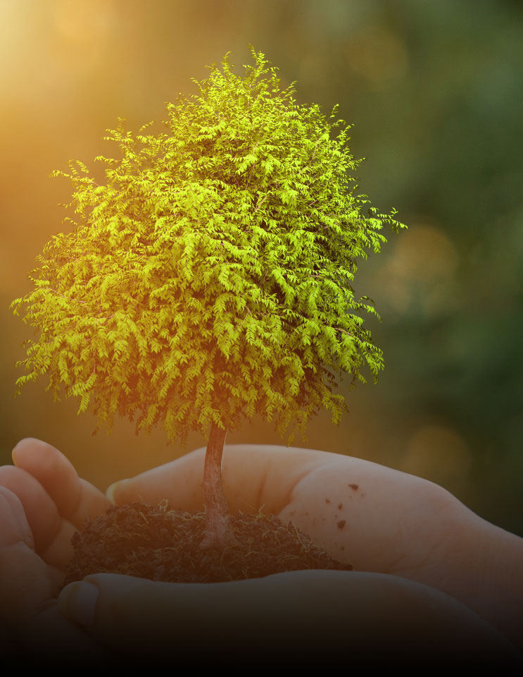 holding a tree in hand